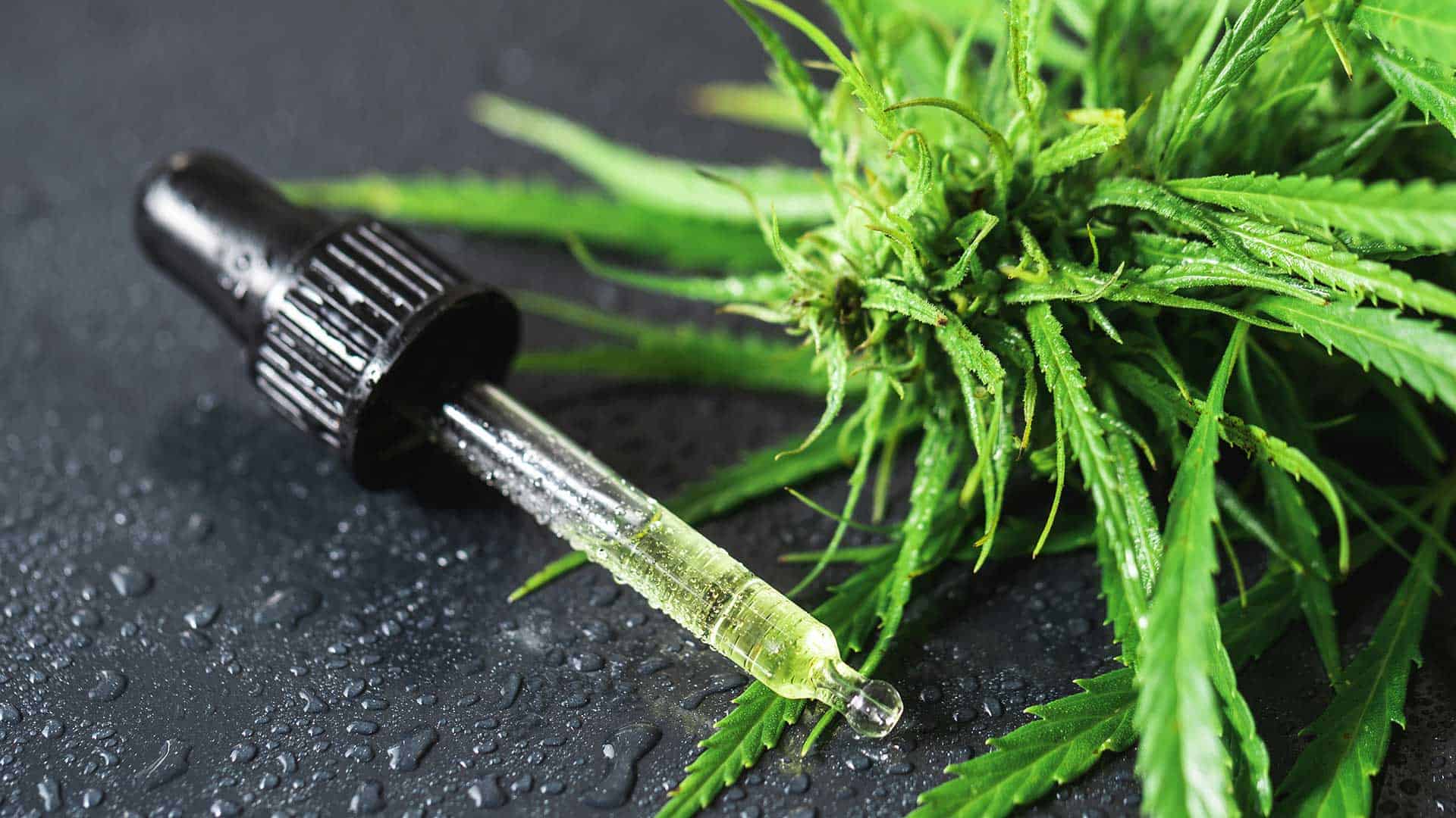 cannabis plant and pipette with a cbd oil HJFTPWF 1