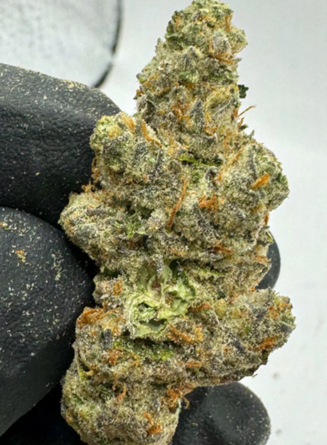 Apricot Scone THCA Flower