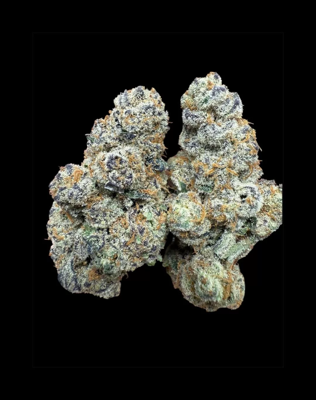 Glitter Bomb THCA Flower