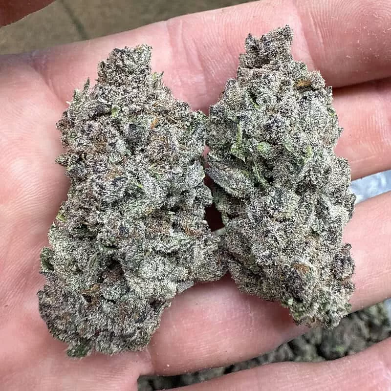 Gorilla Shunk THCA Flower