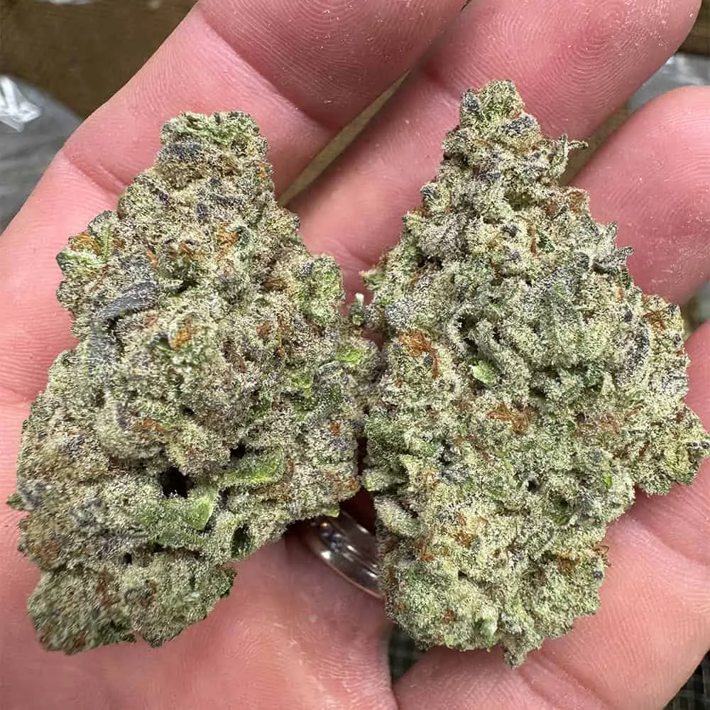 Purple Punch THCA Flower