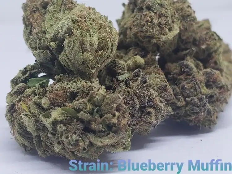 High-quality blueberry muffin cannabis buds for relaxation and stress relief.