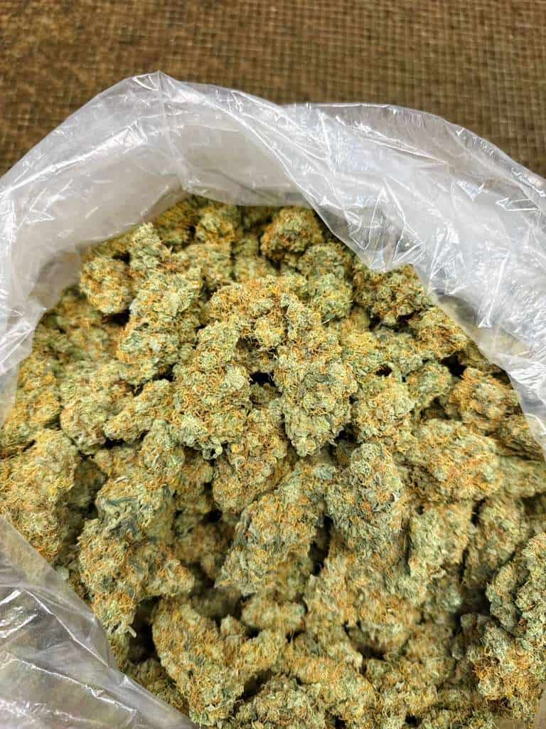 High-quality cannabis buds for medical and recreational use. Premium cannabis flowers with rich aroma and potency.