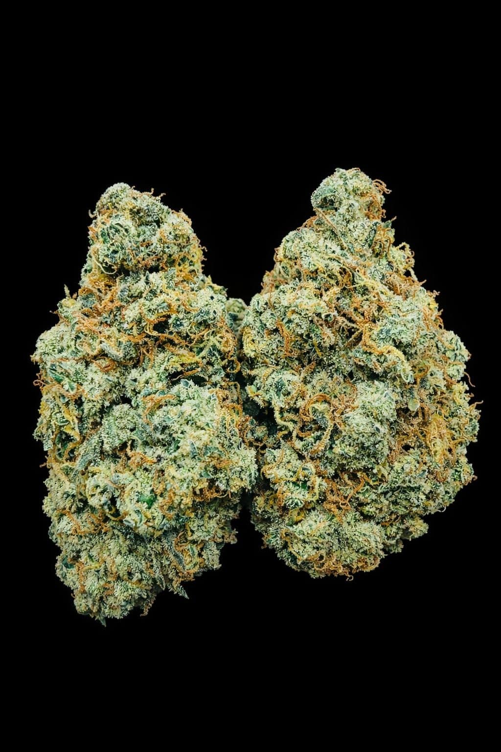 Close-up of fresh cannabis buds with trichomes, vibrant orange hairs, on a black background.