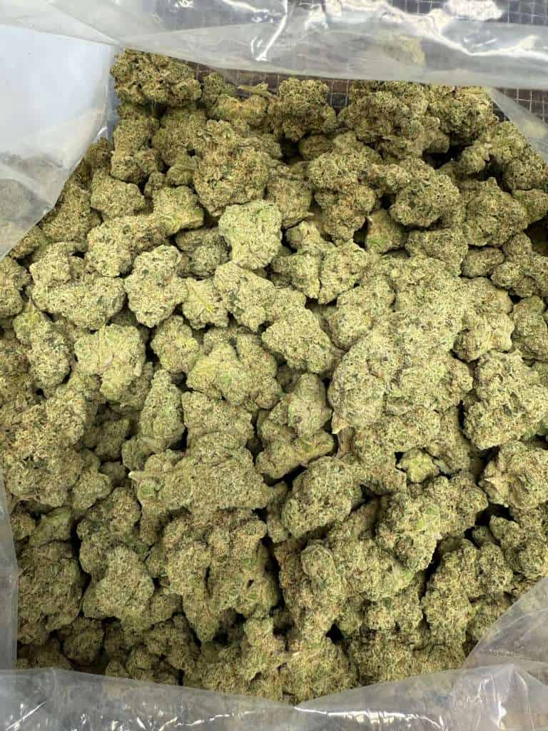 High-quality cannabis buds for medicinal and recreational use. Fresh, premium grade, available in bulk.