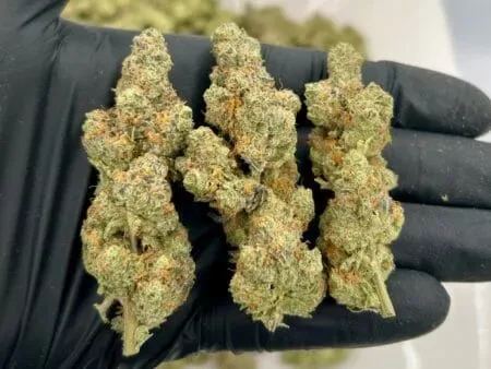 Orange Push Pop THCA Flower - Image 2