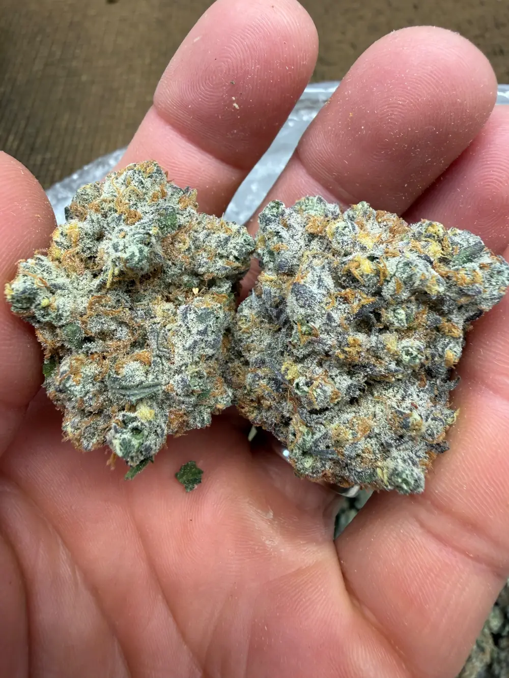 Oreo_breath