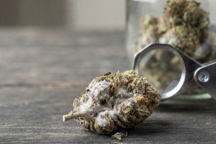 Moldy Weed Is More Than a Bad Smell